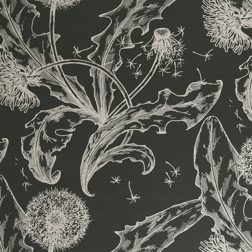 Dandelion in Graphite